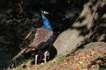 Parc de Bagatelle, graceful peacock  