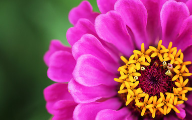 Pink cynia flower. Macro. Close up.