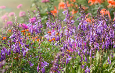 Fototapeta premium Beautiful garden flowers on a sunny day. Summer flower background
