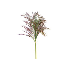 reeds isolated on white background