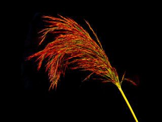 reeds isolated on white background