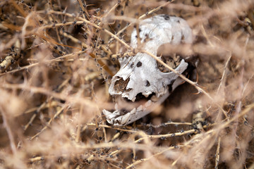 Closeup skull, bone, head dead little animal, rodent, mouse, marmot, hamster in dry thorn. Concept drought, death from thirst, animal epidemic, pandemic, eaten by predator, killed man, hunting