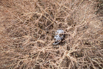 Closeup skull, bone, head dead little animal, rodent, mouse, marmot, hamster in dry thorn. Concept drought, death from thirst, animal epidemic, pandemic, eaten by predator, killed man, hunting