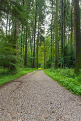 Weg im grünen Wald mit Lichtung