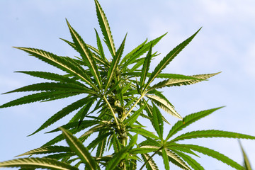 canabis on marijuana field ganja farm sativa leaf weed medical hemp hash plantation cannabis legal...