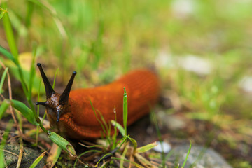 Nacktschnecke nahaufnahme im Wald