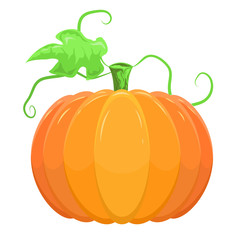 Vector orange pumpkin, isolated on white background.