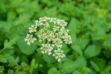 Giftige Pflanze - Schierling