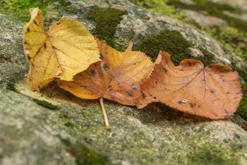 Herbsthintergrund - Laufb auf Stein