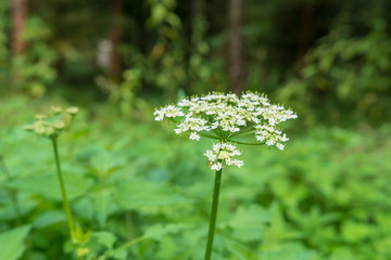 Schierling giftige Pflanze im Wald