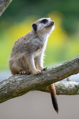 Erdmännchen auf Ast