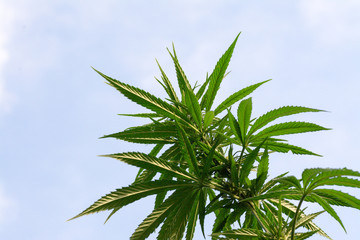 Fototapeta na wymiar canabis on marijuana field ganja farm sativa leaf weed medical hemp hash plantation cannabis legal or illegal drug