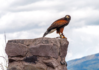 Brown golden eagle with yellow eyes and beak in a bird conservation park, near Otavalo, Ecuador, South America.