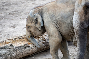 Fototapeta premium spielender indischer jung Elefant 