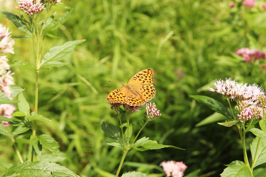 Perlmutfalter Argynnis aglaja