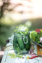 Harvest cucumbers. Fresh cucumbers in a glass jar, herbs and spices for pickling.