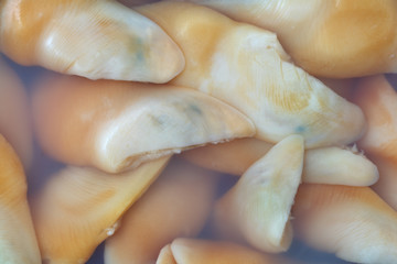 Close view of razor clams in water