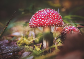 Fliegenpilz auf dem Waldboden