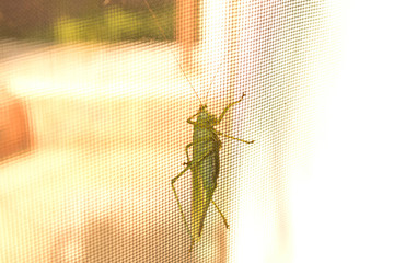 Green locusts sitting on a mosquito net. Close up.