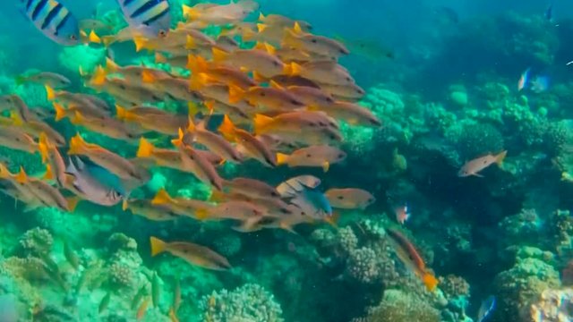 &Auml;gypten. Rotes Meer. Die Fischchen in der Koralle