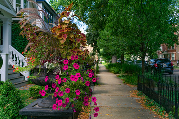 Fototapeta na wymiar Beautiful Flower Pot along a Sidewalk in Logan Square Chicago with Homes