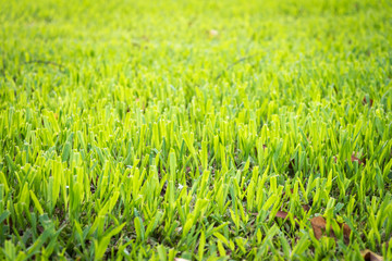 Fresh cut green grass lawn with morning sunlight shines; natural spring background.