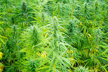 canabis on marijuana field ganja farm sativa leaf weed medical hemp hash plantation cannabis legal...