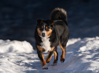 Appenzeller Sennenhund in the snow