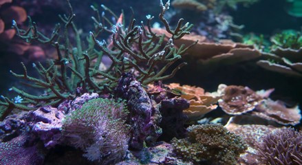 fish in coral reef