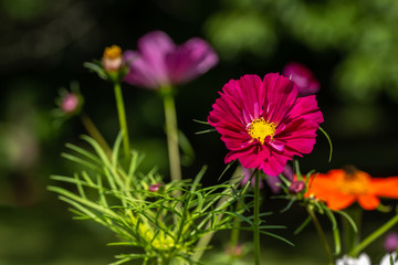 Obraz premium Red and orange cosmos flower with blurred background