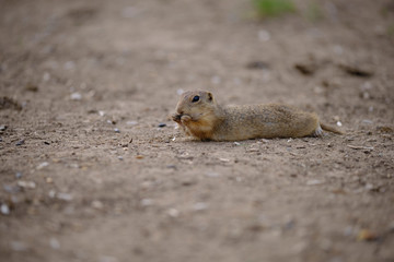Ground squirrel
