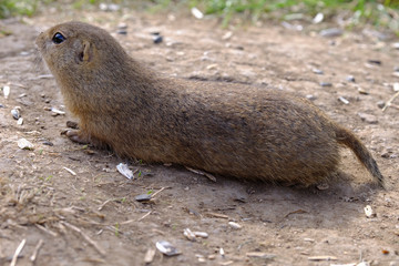 Ground squirrel