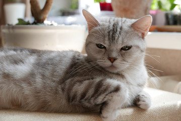 Portrait of a gray cat