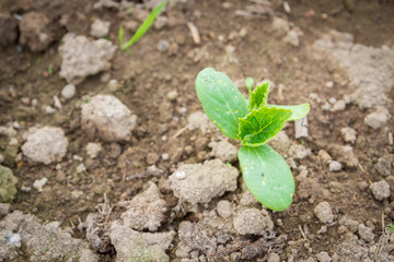 Seedlings cucumber sprout sprouts in the greenhouse in the summer