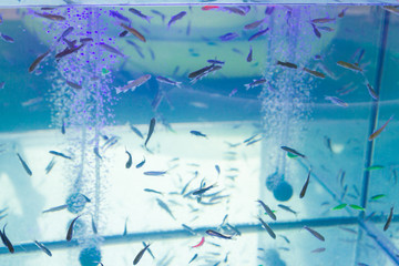 Fish Garra rufa swim in the aquarium in the summer