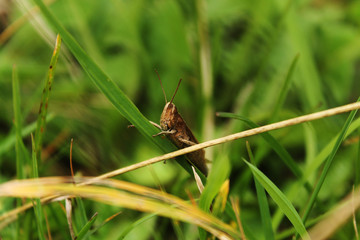 Grasshopper