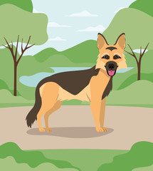 cute german shepherd dog pet in the camp