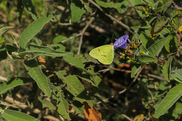Borboleta na flor