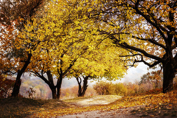 Landscape in autumn in the park. Golden autumn with yelow leaves