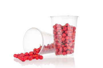 Rowan berries in plastic cups on white background