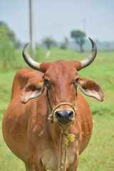 Happy brown Cow Portrait. A Farm Animal Grown for Organic Meat