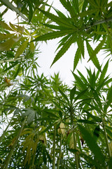 canabis on marijuana field ganja farm sativa leaf weed medical hemp hash plantation cannabis legal or illegal drug