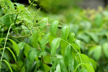 Olive trees and green fruit in the garden next to the house.