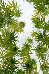 Fototapeta na wymiar canabis on marijuana field ganja farm sativa leaf weed medical hemp hash plantation cannabis legal or illegal drug