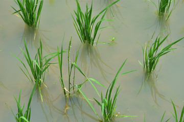 Typical terrace paddy fields with new planted plants growing in the water and mud