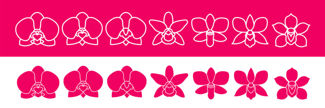 Premium grand Orchid design concept vector illustration. 