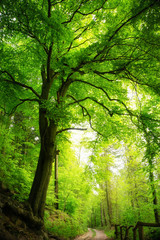 Majestic tree in green forest - obrazy, fototapety, plakaty