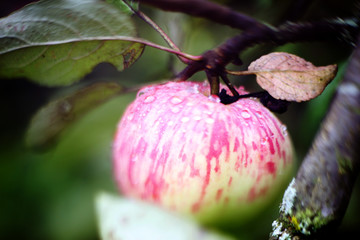 fresh ripe apples on tree close up photo with rain drops