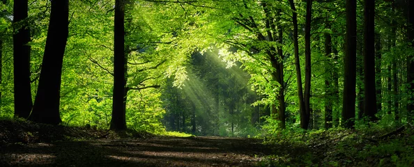 Fototapete Straße im Wald Natürlicher Torbogen, geformt von Ästen im Wald