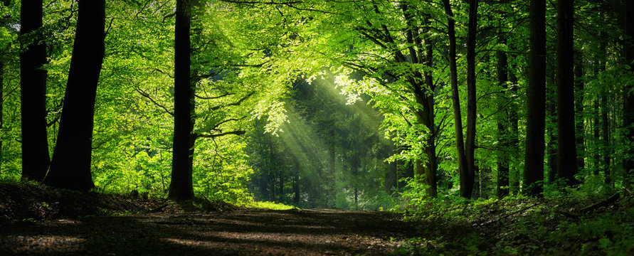 Natural archway shaped by branches in the forest